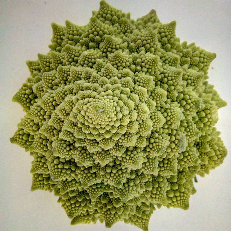 Broccolo romanesco: un esempio di ricorsività in natura